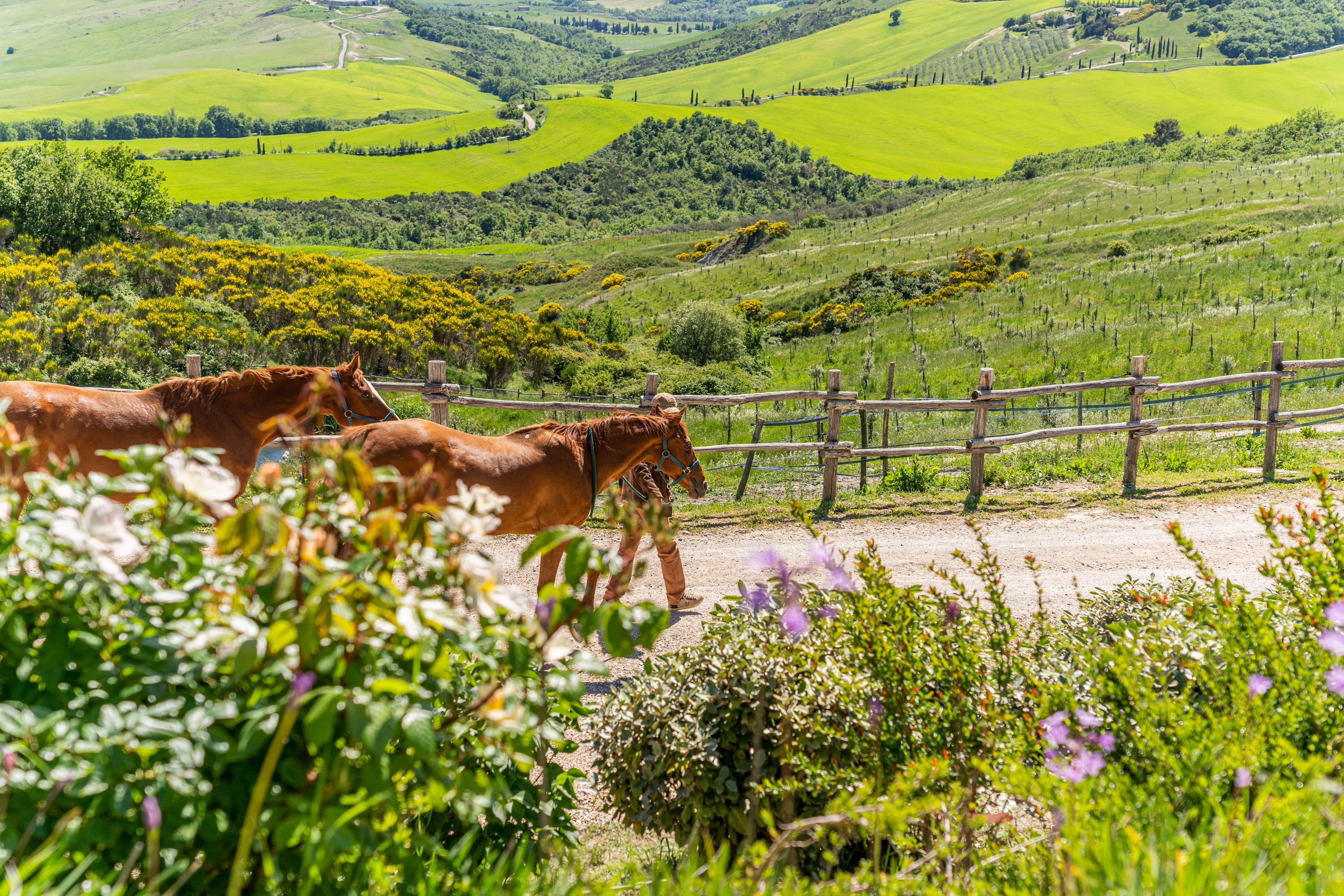 Podere Val D'Orcia - Tuscany Equestrian Sarteano Exteriör bild